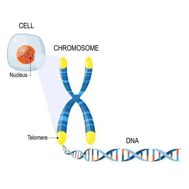 Course sheet from the university diploma in anti-ageing medicine: telomere biology (structure, shortening with age, telomerase). Teaching material; telomere measurement has no demonstrated clinical value in periodontology.